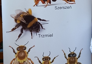 Spotkanie z pszczelarzem. Jak powstaje miód?